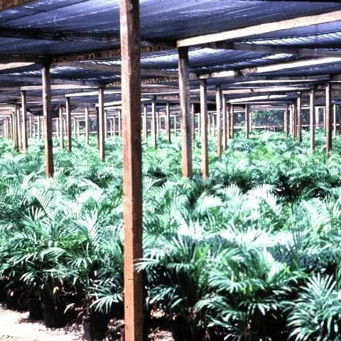 thumbnail for publication: Container Production of Palms